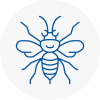 Southport Hornet Nest Removals