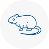 Rat Control Southport