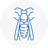 Southport Wasp Nest Removal